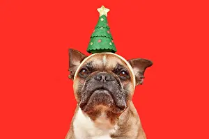 Dressed: Cute French Bulldog dog wearing Christmas tree headband