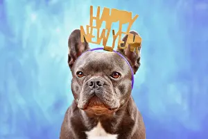 Greeting: Cute French Bulldog dog wearing New Year's Eve party