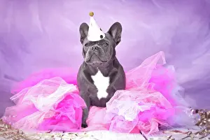 Skirt: Cute French Bulldog dog wearing party hat and pi