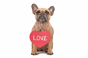 Romantic: Cute French Bulldog dog wearing red Valentines Day