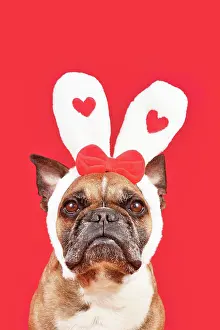 Romantic: Cute French Bulldog dog wearing Valentines Day headband