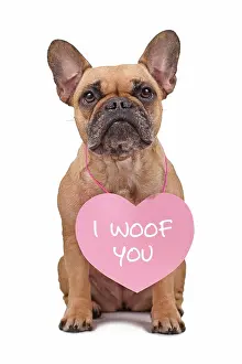 Neck: Cute French Bulldog dog wearing Valentines Day heart