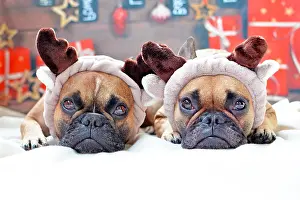 Reindeers: Two cute French Bulldog dogs dressed as reindeers