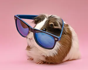 Greeting: cute guinea pig wearing sunglasses. Resolution and