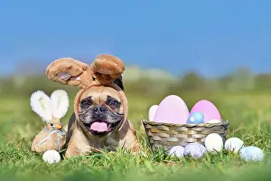 Easter: Cute happy Easter French Bulldog dog with rabbit
