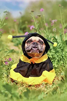 Cost: Cute happy French Bulldog dog in poncho bee cost