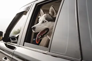 Safe: cute husky peeking its head out window while traveling