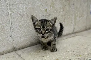 Havana: Cute kitten on the streets of Old Havana