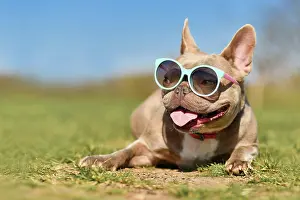 Cool: Cute lilac French Bulldog dog wearing blue sunglasses
