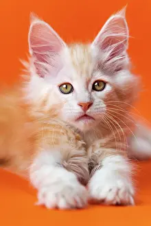 Cyprinid: Cute male kitten 2 months old with fluffy red and