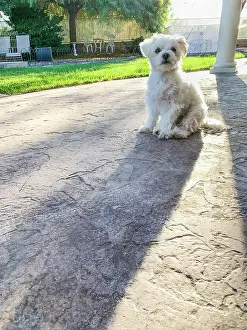 Yard: Cute maltese puppy sitting on patio in back yard of home