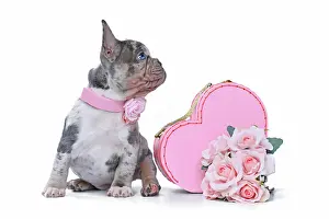 Romantic: Cute merle French Bulldog dog puppy in Valentine's