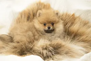 Rugs: Cute Pomeranian (Dwarf Spitz) puppy