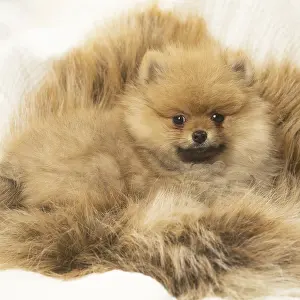 Spitzes: Cute Pomeranian (Dwarf Spitz) puppy