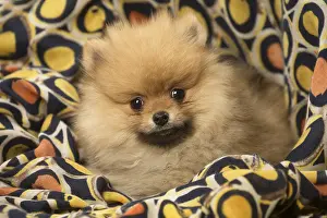 100119: Cute Pomeranian (Dwarf Spitz) puppy