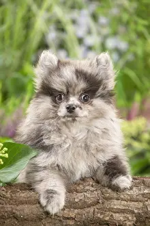 Spitz: Cute Pomeranian puppy outdoors in the garden