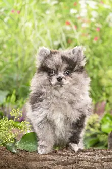 Spitz: Cute Pomeranian puppy outdoors in the garden