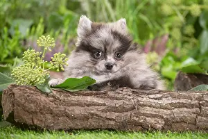 Spitz: Cute Pomeranian puppy outdoors in the garden