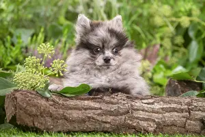 Spitz: Cute Pomeranian puppy outdoors in the garden
