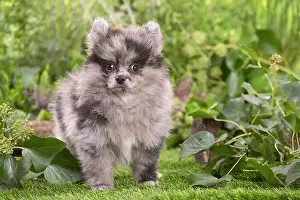 Spitz: Cute Pomeranian puppy outdoors in the garden