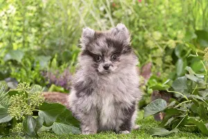 Lifting: Cute Pomeranian puppy outdoors in the garden