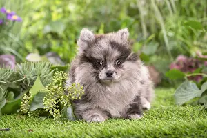 Spitz: Cute Pomeranian puppy outdoors in the garden