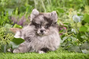 Spitz: Cute Pomeranian puppy outdoors in the garden