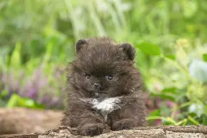 Spitz: Cute Pomeranian puppy outdoors in the garden