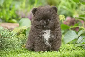 Spitz: Cute Pomeranian puppy outdoors in the garden