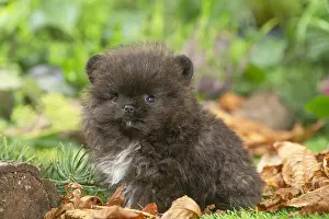 Spitz: Cute Pomeranian puppy outdoors in the garden
