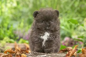 Spitz: Cute Pomeranian puppy outdoors in the garden