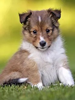 Herding: Cute sable Shetland Sheedog puppy few weeks old