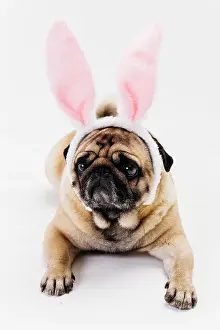 Resolution: cute sad fawn pug bunny ears. High resolution photo