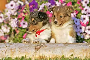 Two cute Shetland Sheedog puppy sitting behind birch