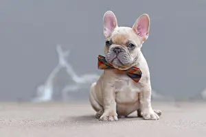 Cute small 7 weeks lilac fawn colored French Bulldog