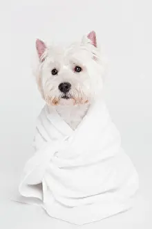 Nurse: cute small dog sitting towel. High resolution photo