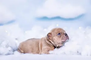 Cute tiny French Bulldog puppy lying down between