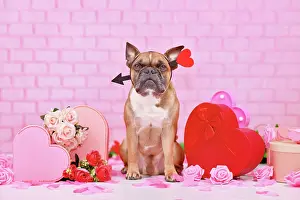 Romantic: Cute Valentine's day dog. French Bulldog with love