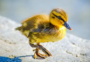 Stroller: Cute Young Duck Walking