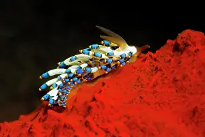 Crawl: Cuthona kanga crawls over red sponge, Bali, Indopacific