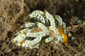 Cerata: Cuthona Nudibranch - Melasti dive site, Seraya