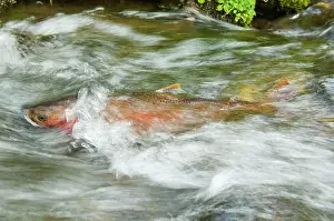 Trouts: Cutthroat Trout - in small spawning stream