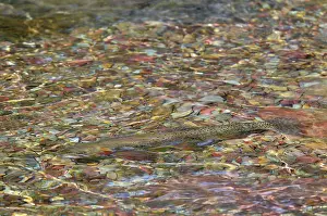Trouts: Cutthroat Trout - in spawning stream