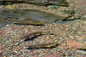 Trouts: Cutthroat Trout - in spawning stream