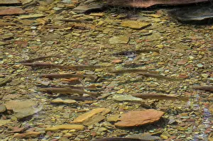 Trouts: Cutthroat Trout - in spawning stream