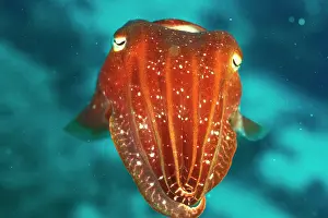 Cuttle: Cuttlefish