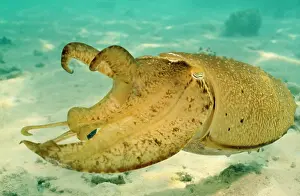 Douglas David Seifert: Cuttlefish