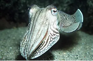 Cuttle: CUTTLEFISH
