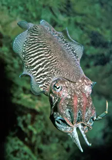 Cuttlefishes: Cuttlefish - attacking crab as food