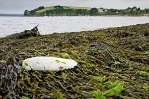 Seaweeds: Cuttlefish bone - lying on the strand line on top